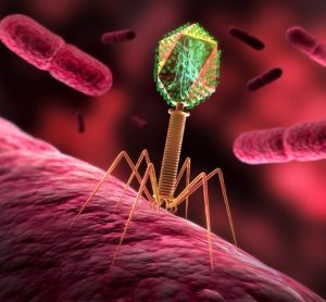 phage therapies MHRA